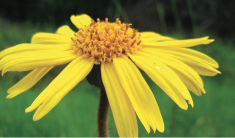 Figure 1(b) Arnica Montana