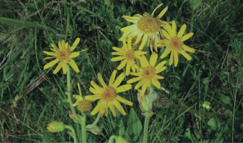 Figure 1(c) Arnica Montana