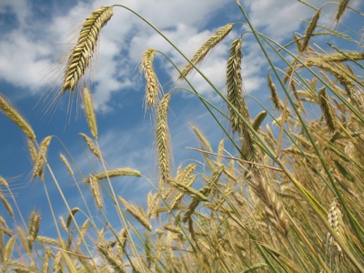 Industrial overuse of fertilisers, pesticides and tillage often leads to soil degradation