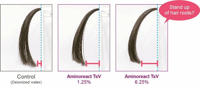 Aminoreact TsV increases hair volume