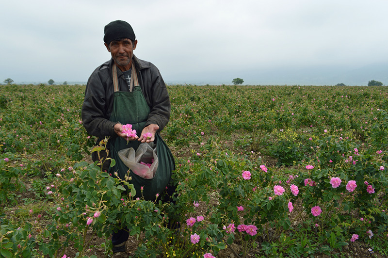 Earthoil talks about the benefits and beauty of the rose