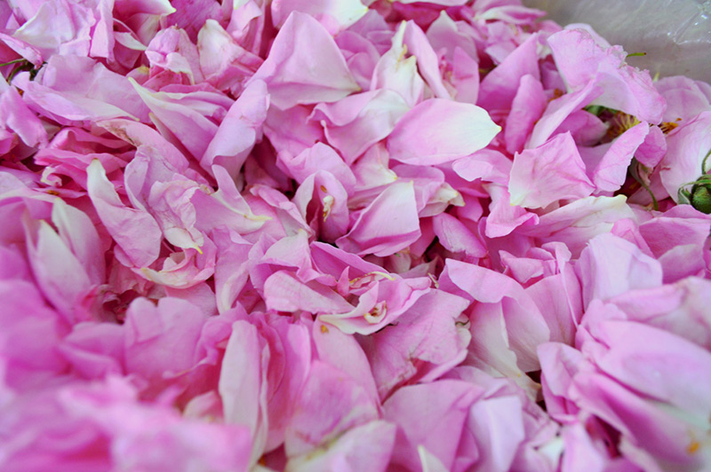 Earthoil talks about the benefits and beauty of the rose