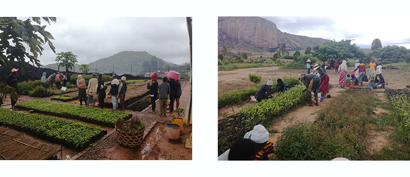 Distribution of seedlings in Ankijana