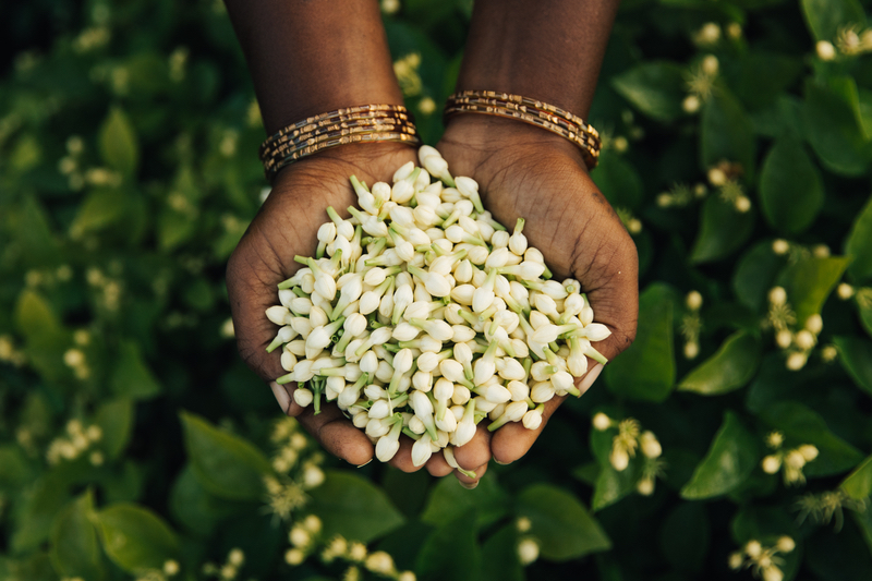 Jasmine: Image via Givaudan