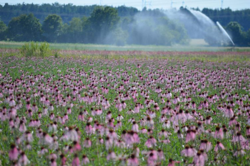 High-quality CO2 extracts from Echinacea purpurea root