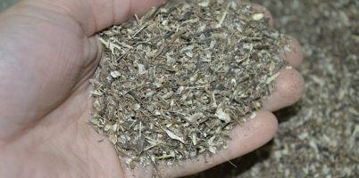 High-quality CO2 extracts from Echinacea purpurea root