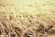 Ingredients – natural diversity