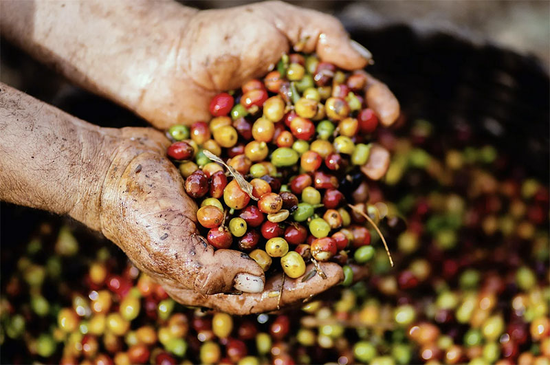 KAFFOIL - The New Argan Oil: Why the Beauty Industry Needs a New ‘Liquid Gold’