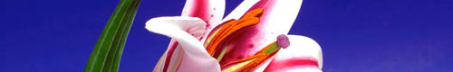 Kew Health and Beauty