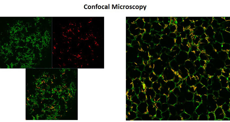 New aurafirm data to debut at SCS Formulate 2019