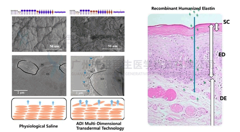 Recombinant humanised elastin: A game changer in anti-ageing technology