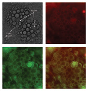 <h2>Figure 4: Viqua specifically targets the cell mitochondria</h2> 